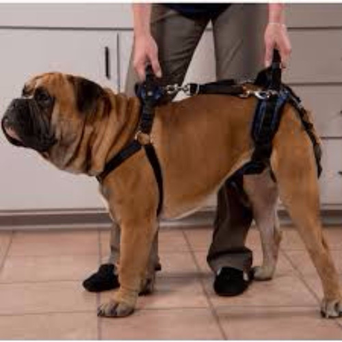 Imagen 2 de 2 de Arnés Completo Perro Medium - Solvit Petsafe