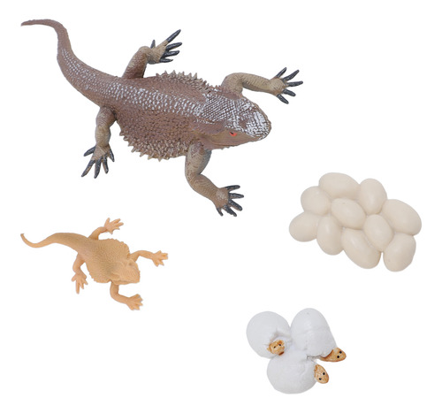 Lizard Life Cycle Model Figurine Toy Educational Interactive