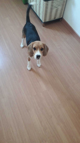 Imagem 4 de 4 de Cachorro Beagle