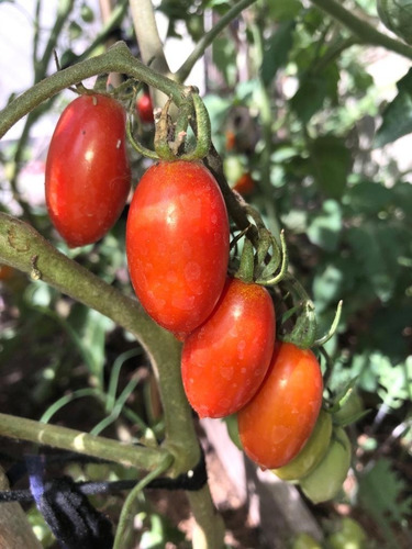 40 Semillas De Tomate Cherry Racimo Rojo Alargado