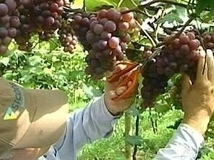 Muda De Uva Niágara Rosa Enxertada Já Produz Com 80 Cm