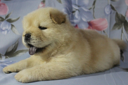 Cão Da Raça Chow Chow Porte Americano