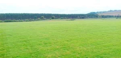 02 Kg Sementes Grama Esmeralda Para 2000m² 100% Puras