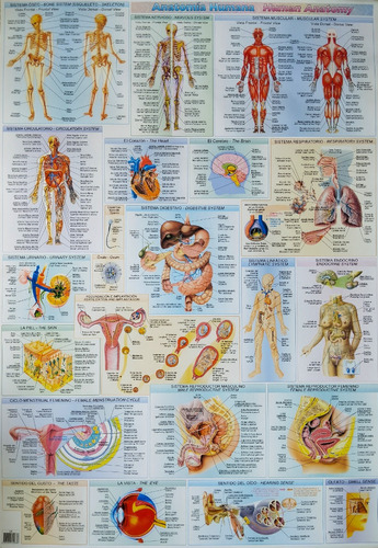 Afiche Educativo De Anatomía Humana 
