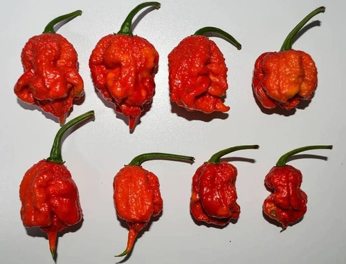 10 Sakura 30 Carolina 30 Scorpion 30  Ghost 30 Habanero Choc