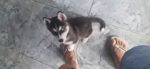 Imagem 2 de 5 de Husky Siberiano
