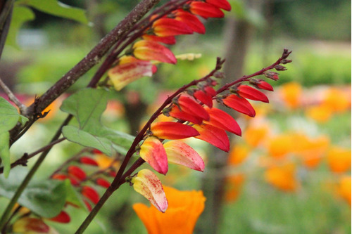 Ipomea Mina Lobata 5 Semillas Bandera Española 