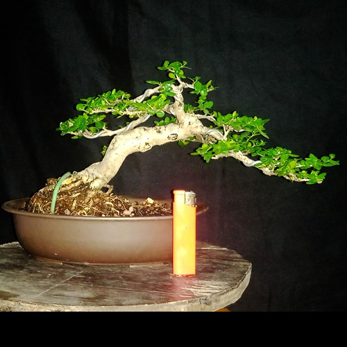 Bonsai Premna/ Mujer Bonita