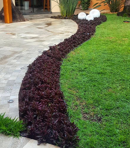 30 Mudas Hemigrafis Raiz Nua Otima Para Jardim Vertical