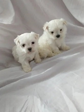 Maltes Bichon Minis