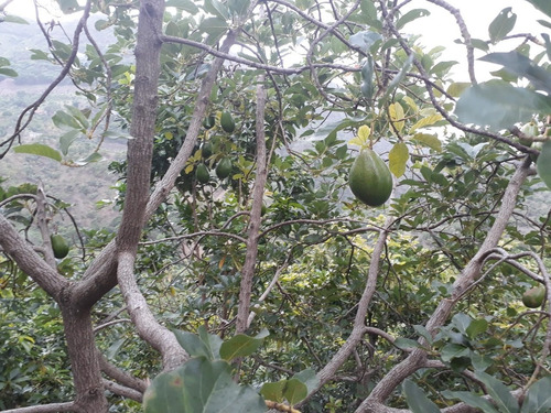 Vendo Finca De Aguacate En San José De Ocoa Ramsot