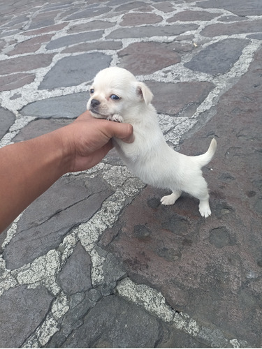 Chihuahua Micro 