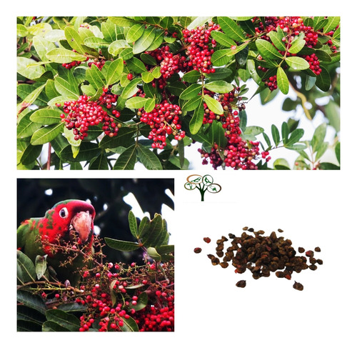 100 Sementes Aroeira Pimenteira - Fruta Sabiá  Árvore Nativa