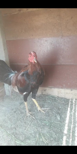 Gallos De Pelea Pqueros Y Nabajas
