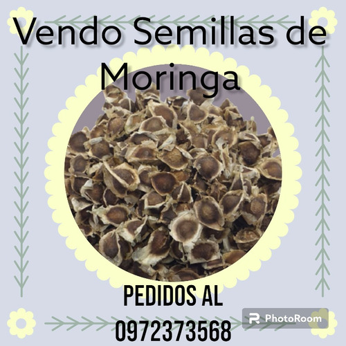 Hoja De Moringa