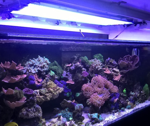 07 Luminárias Led Cores Aquário Marinho/plantado 147 Watts 127/220v