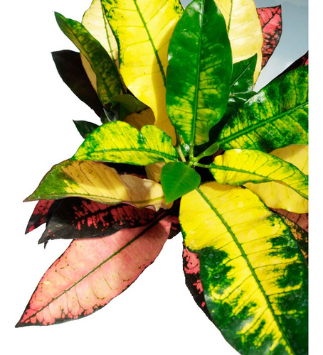 Croton Monalisa M15 Interior Greenonline Vivero