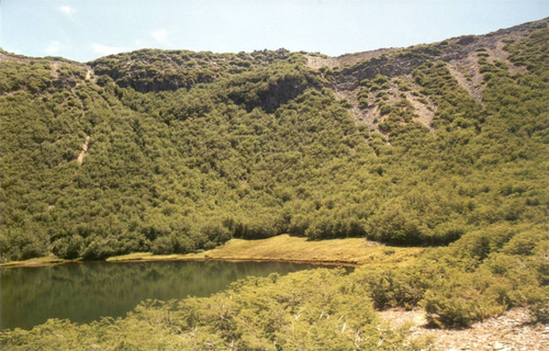 Agrícola Forestal - Inmobiliario En Venta En Tucapel