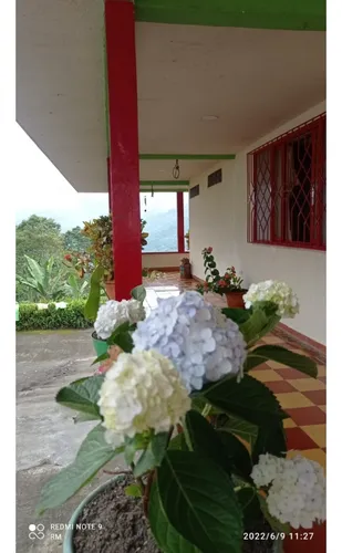 Se Vende Finca Cafetera Génova Quindío