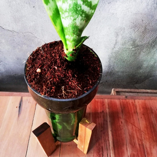 Imagen 2 de 8 de Lengua De Suegra Little Plant 24 Con Soporte