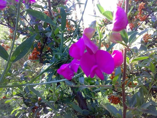 30 Sementes De Ervilha De Cheiro Lathyrus Odoratus Flor