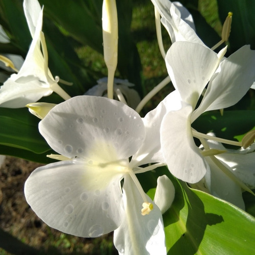 Caña De Ambar, Flor De Cuba, Flor Mariposa,plantas | Cuotas sin interés Caña De Ambar, Flor De Cuba, Flor Mariposa,plantas | Cuotas sin interés