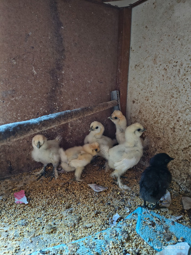 Pintinhos De Galinha Sedosa Do Japão Branco