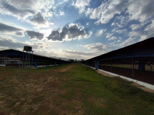 Imagen 22 de 30 de Joselyn Vargas Vende Finca Avicola En Vigirima 22-12944