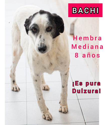 Y Si En Vez Del Cachorrito Adoptas Al Que Mas Lo Necesita ??
