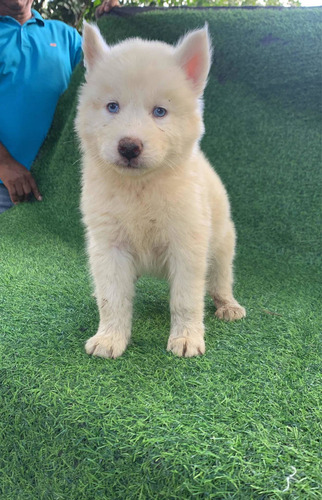 Imagen 4 de 5 de Huskys Siberiano