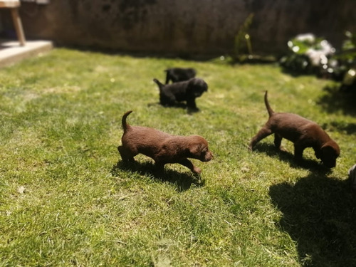 Cachorros Labrador Retriever Chocolate Padres Con Pedigree
