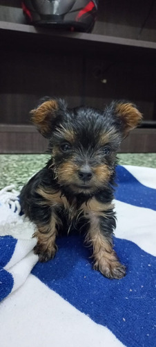 Yorky Mini Macho 