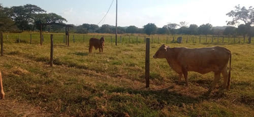 Imagen 11 de 26 de Finca En Apartadero - Cojedes