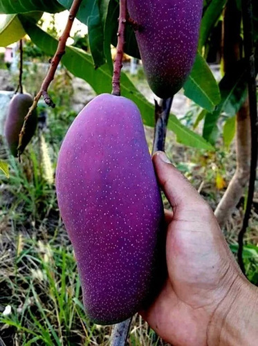 Mango Brazil Purpura O Machete (arbolito Exotico Frutal Raro