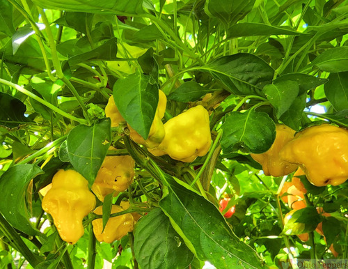 15 Semillas Exótico Chile Jamaiquino Amarillo, Scotch Bonnet