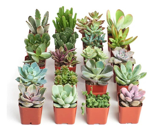 Plantas Suculentas , Variadas, Cajón X 15 Medianas