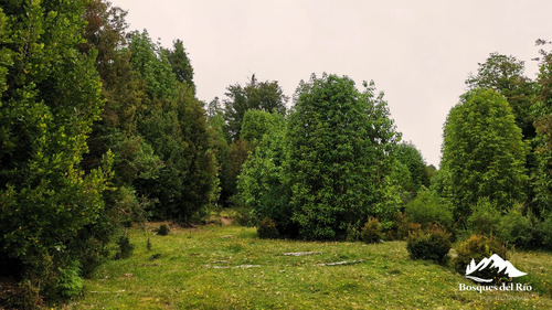 Black Friday 50% Dcto - Parcela 5.000 M2 Bosque Nativo Y Río