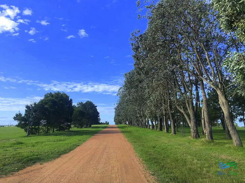 Venta De Gran Terreno En Laguna De Los Cisnes Punta Ballena