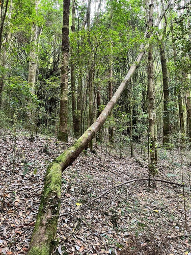 Imagen 13 de 13 de Se Vende Terreno En Chiloe Sector Chacao Costado Ruta 5