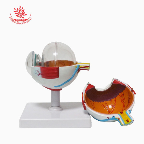 Imagem 3 de 8 de Anatomia Do Olho Humano Globo Ocular Modelo