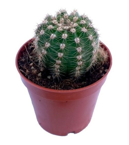 Echinopsis Oxygona Planta Cactus Erizo 10cm