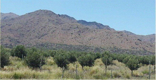 Imagen 2 de 10 de Fracción En Venta, Ideal Para Desarrollo De Olivares Y De Vid, San Luis