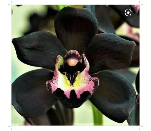 Orquídea Negra Cymbidium Kiwi Midnight Muda Grande + Brinde