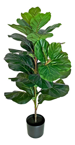 Besamenature - Rbol Higuera De Hoja De Violn (ficus Lyrata),