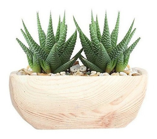 Costa Farms Live Succulent Haworthia Garden 2 Plantas En Mad