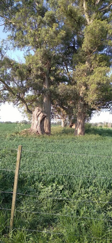 Campo - Fraccion De 7.24 Has.