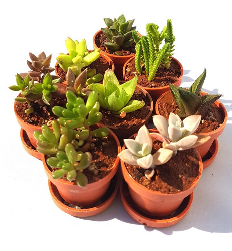 Imagen 3 de 7 de 10 Plantas Suculentas Miniatura. Solo Entregas Cdmx.