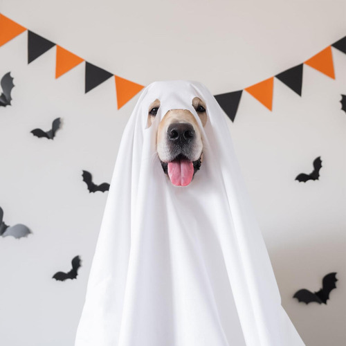 Disfraz De Perro Fantasma Disfraz De Perro De Terror Capa Gó