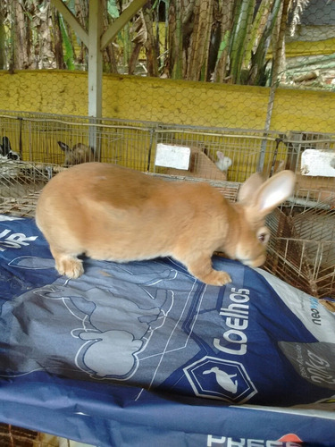 Imagem 6 de 8 de Coelhos Rex