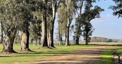 Imagen 15 de 30 de Venta Terreno Barrio Isla 1333mtrs Club De Campo Los Tres Pinos General Rodriguez